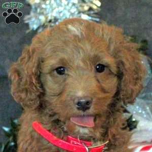 Prince, Cockapoo Puppy