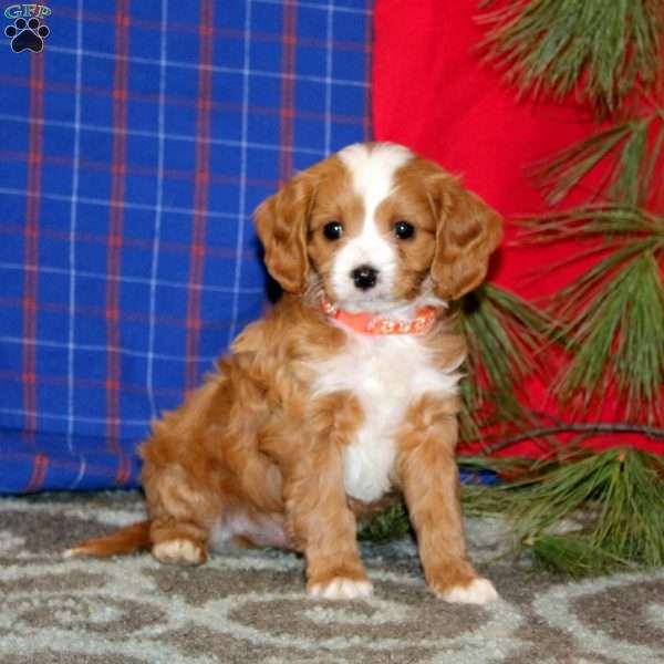 Prince, Cavapoo Puppy