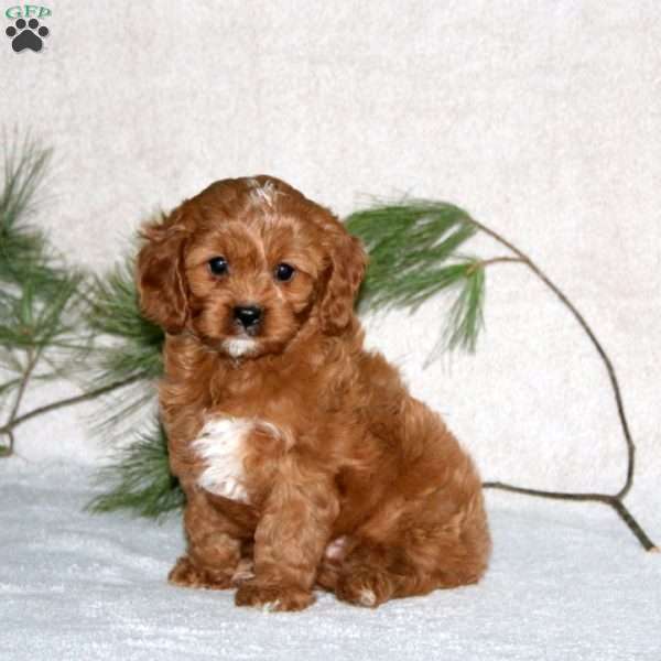 Prince, Cavapoo Puppy