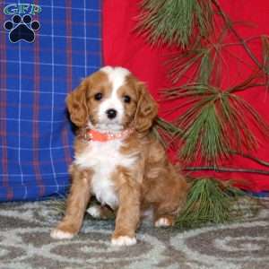 Prince, Cavapoo Puppy