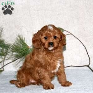 Prince, Cavapoo Puppy