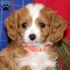 Prince, Cavapoo Puppy
