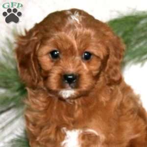 Prince, Cavapoo Puppy