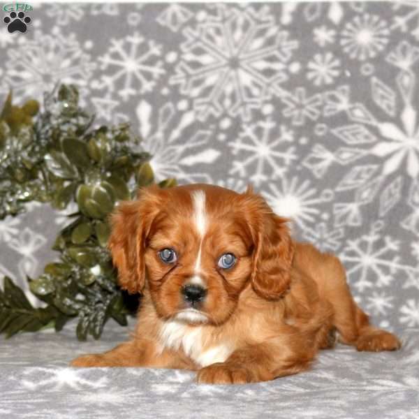 Princess, Cavalier King Charles Spaniel Puppy