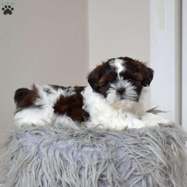 Princess, Teddy Bear Puppy