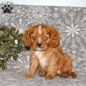 Princess, Cavalier King Charles Spaniel Puppy