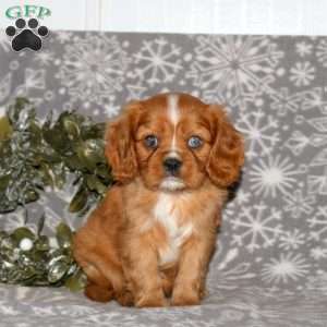 Princess, Cavalier King Charles Spaniel Puppy