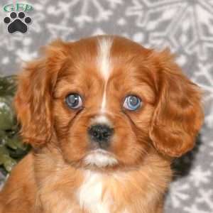 Princess, Cavalier King Charles Spaniel Puppy