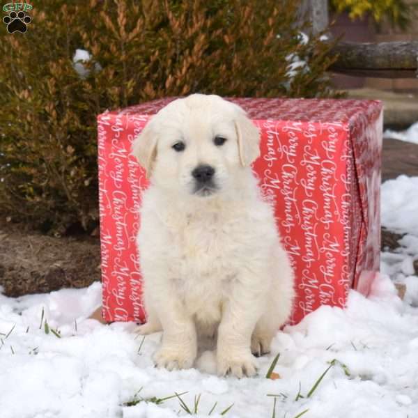 Pringles, English Cream Golden Retriever Puppy