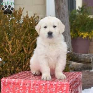 Pringles, English Cream Golden Retriever Puppy