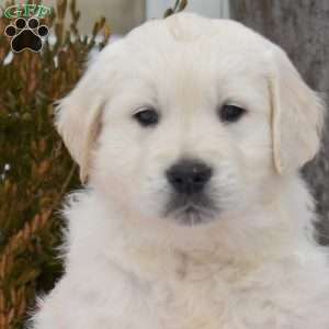 Pringles, English Cream Golden Retriever Puppy