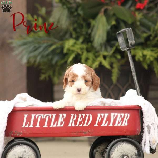 Prinz, Cavapoo Puppy