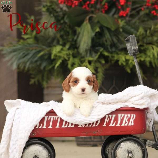 Prisca, Cavapoo Puppy