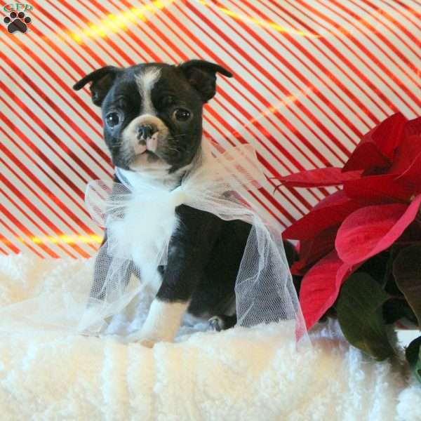 Puddles, Boston Terrier Puppy