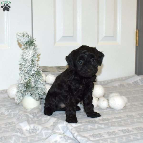 Puddles, Yorkie Poo Puppy