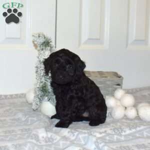 Puddles, Yorkie Poo Puppy