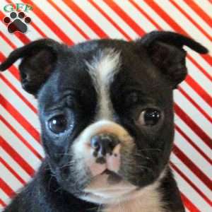 Puddles, Boston Terrier Puppy