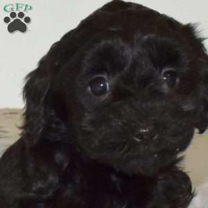 Puddles, Yorkie Poo Puppy