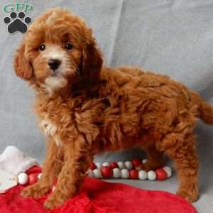 Zoey, Mini Goldendoodle Puppy