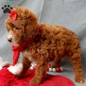 Zoey, Mini Goldendoodle Puppy