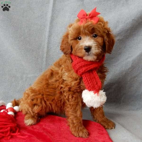 Zoey, Mini Goldendoodle Puppy