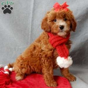 Zoey, Mini Goldendoodle Puppy