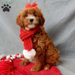 Zoey, Mini Goldendoodle Puppy