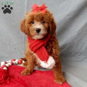 Zoey, Mini Goldendoodle Puppy
