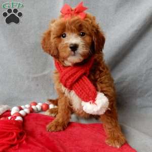 Zoey, Mini Goldendoodle Puppy
