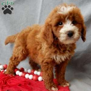 Rusty, Mini Goldendoodle Puppy