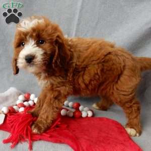 Rusty, Mini Goldendoodle Puppy
