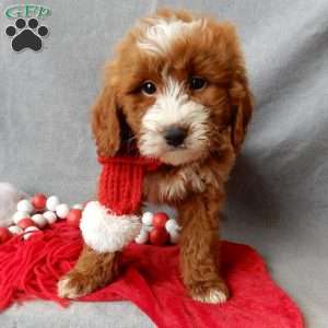 Rusty, Mini Goldendoodle Puppy