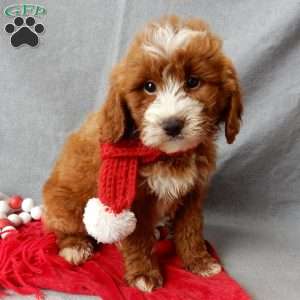 Rusty, Mini Goldendoodle Puppy