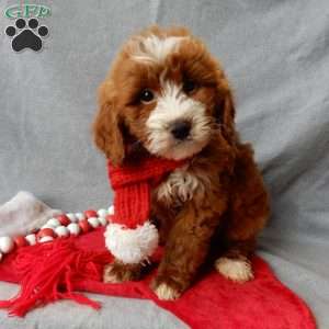 Rusty, Mini Goldendoodle Puppy