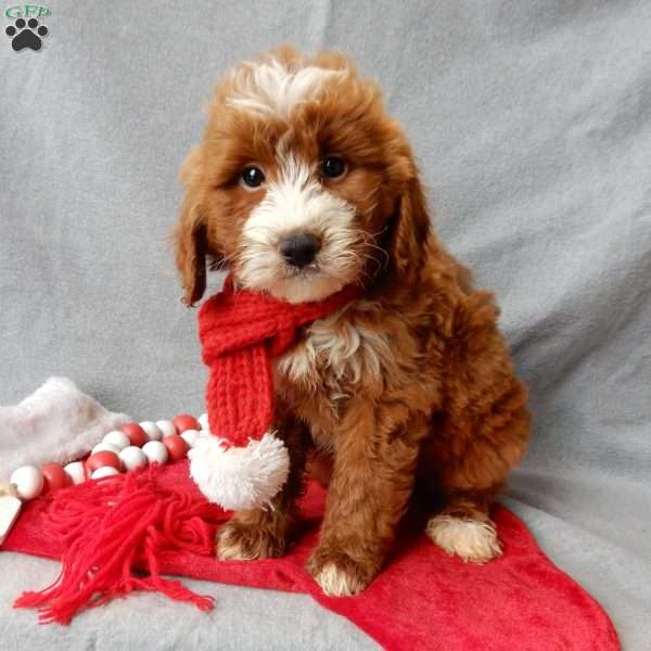 Rusty, Mini Goldendoodle Puppy
