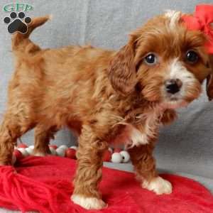 Noelle, Cavapoo Puppy