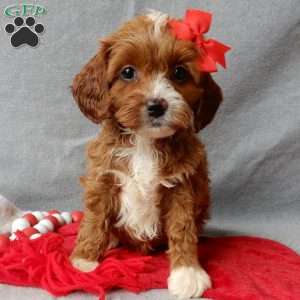 Noelle, Cavapoo Puppy