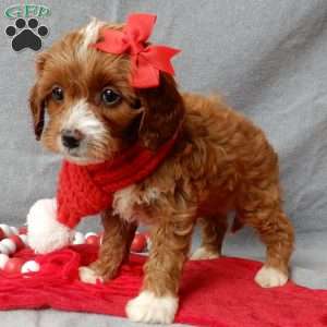 Noelle, Cavapoo Puppy
