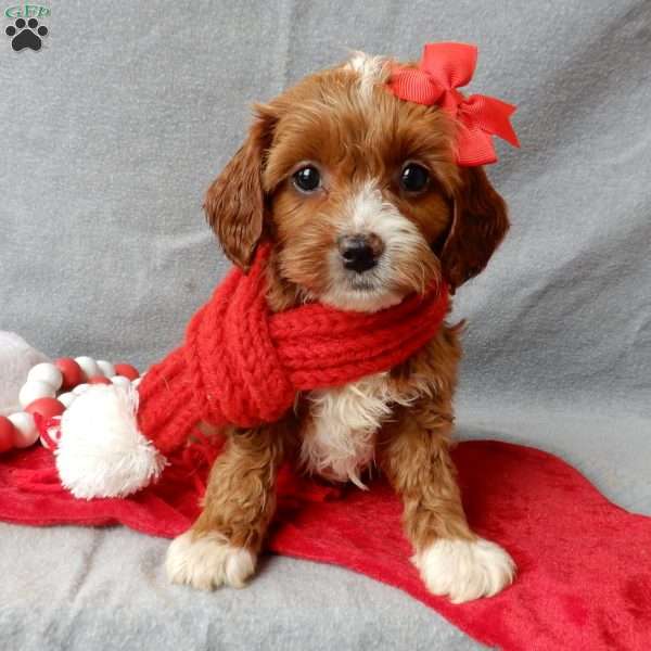 Noelle, Cavapoo Puppy