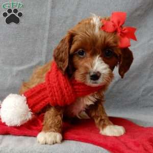 Noelle, Cavapoo Puppy