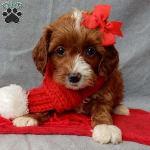 Noelle, Cavapoo Puppy