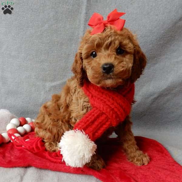 Ginger, Cavapoo Puppy