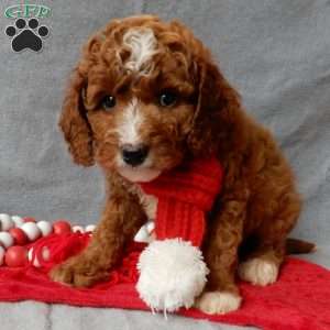 Chester, Cavapoo Puppy