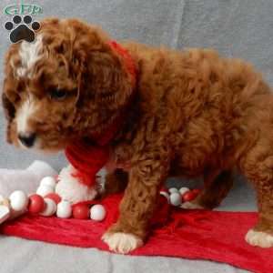 Chester, Cavapoo Puppy