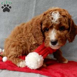 Chester, Cavapoo Puppy