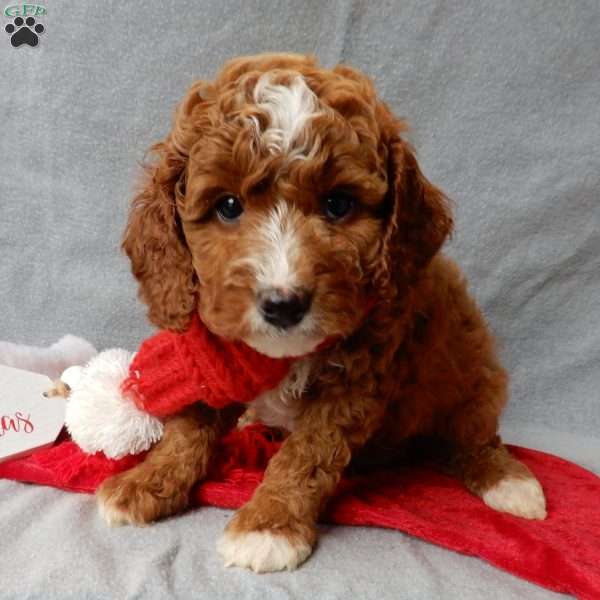Chester, Cavapoo Puppy