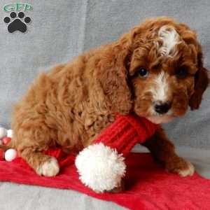 Chester, Cavapoo Puppy
