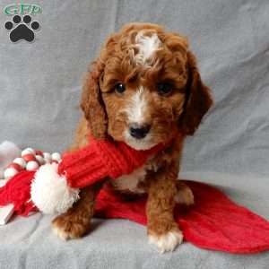 Chester, Cavapoo Puppy