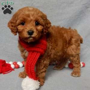 Chewy, Cockapoo Puppy