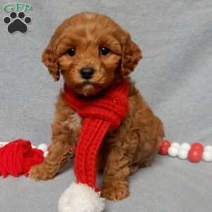 Chewy, Cockapoo Puppy